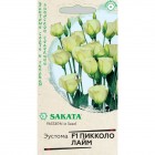 Эустома Пикколо Лайм, 5шт. (Гавриш)